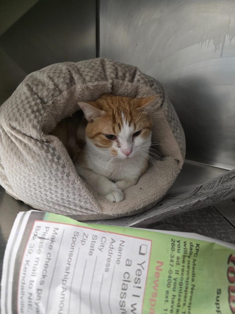 Enlarge Eggnog, a Adoptable mixed breed in Angola, IN image 3/3