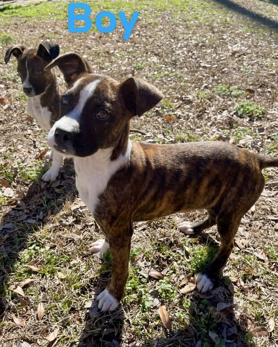 Lou, Adopted, Puppy Male Boxer.