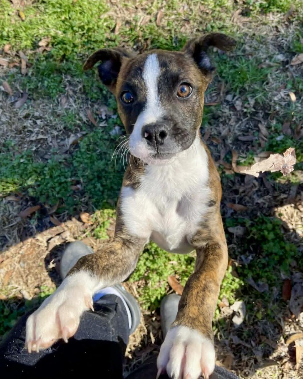 Enlarge Lou, a Adopted Boxer in Monticello, NY image 3/3
