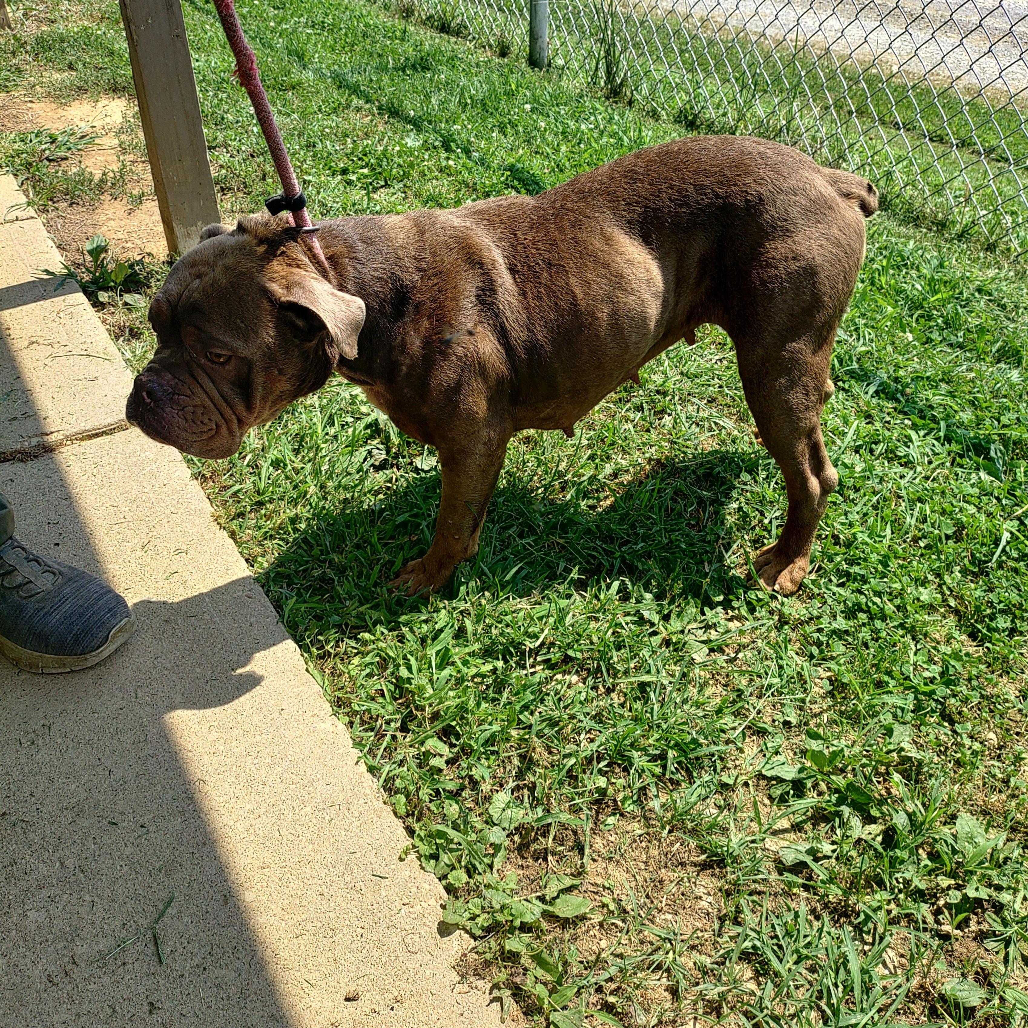 26-082, an adopted mixed breed in Carrollton, OH image 2/3