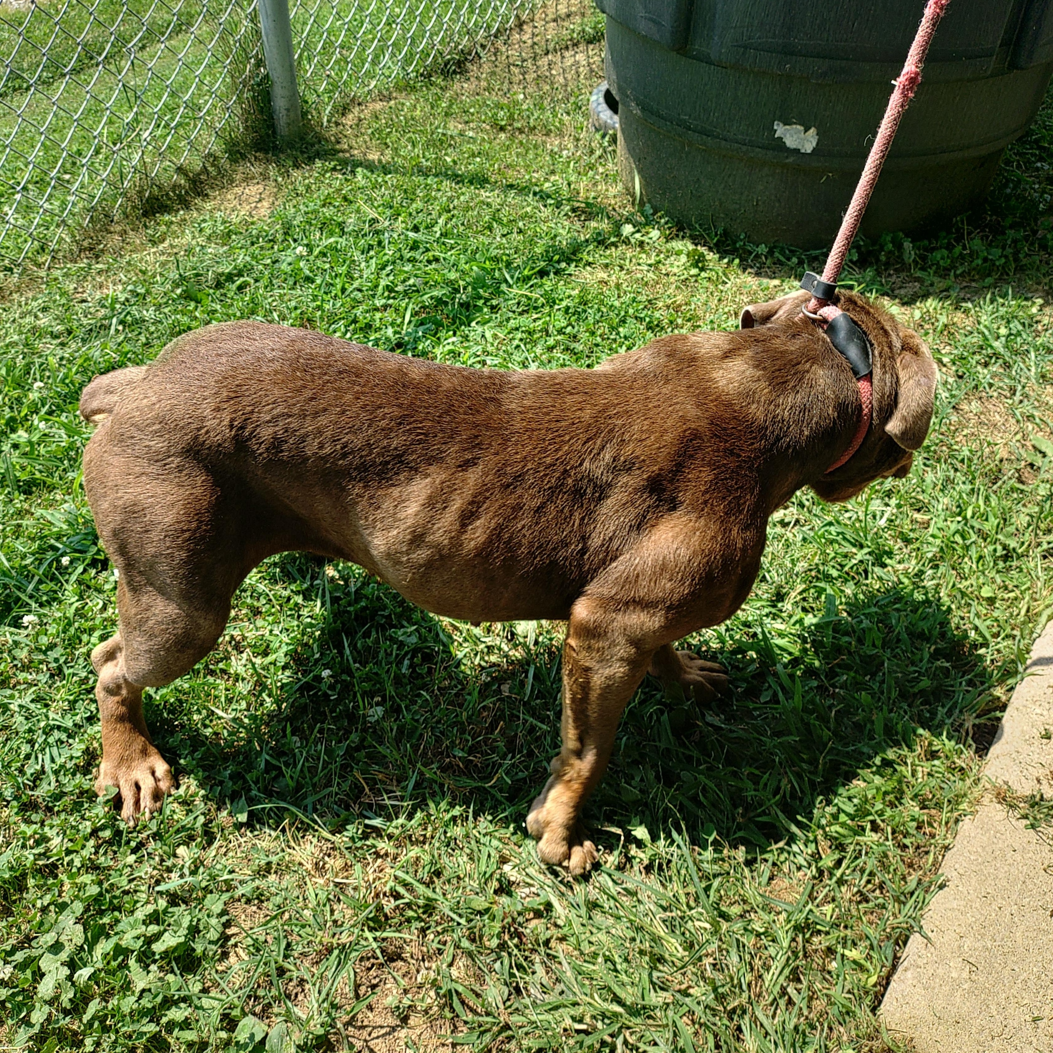 26-082, an adopted mixed breed in Carrollton, OH image 3/3