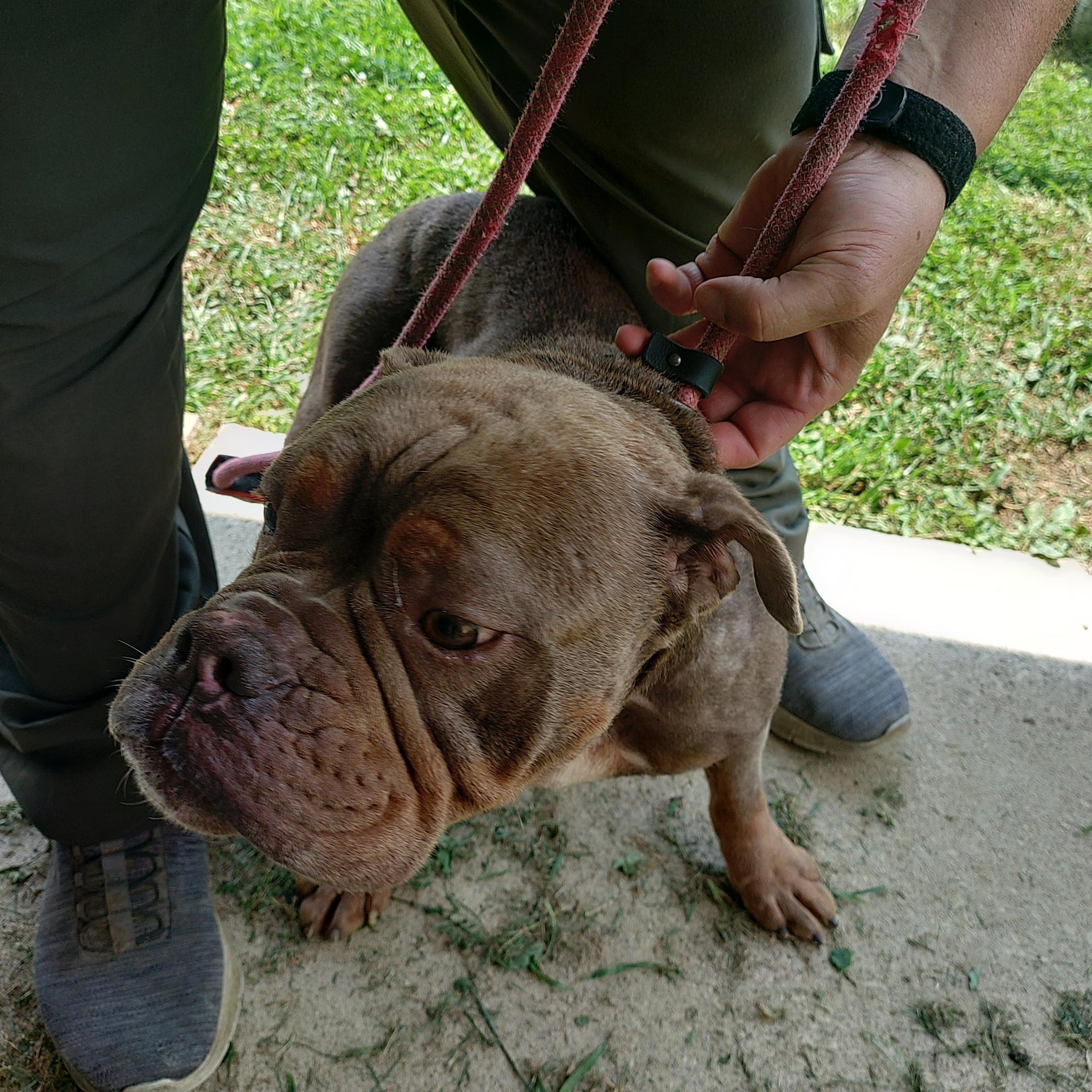 26-082, adopted, Young Female Bulldog.