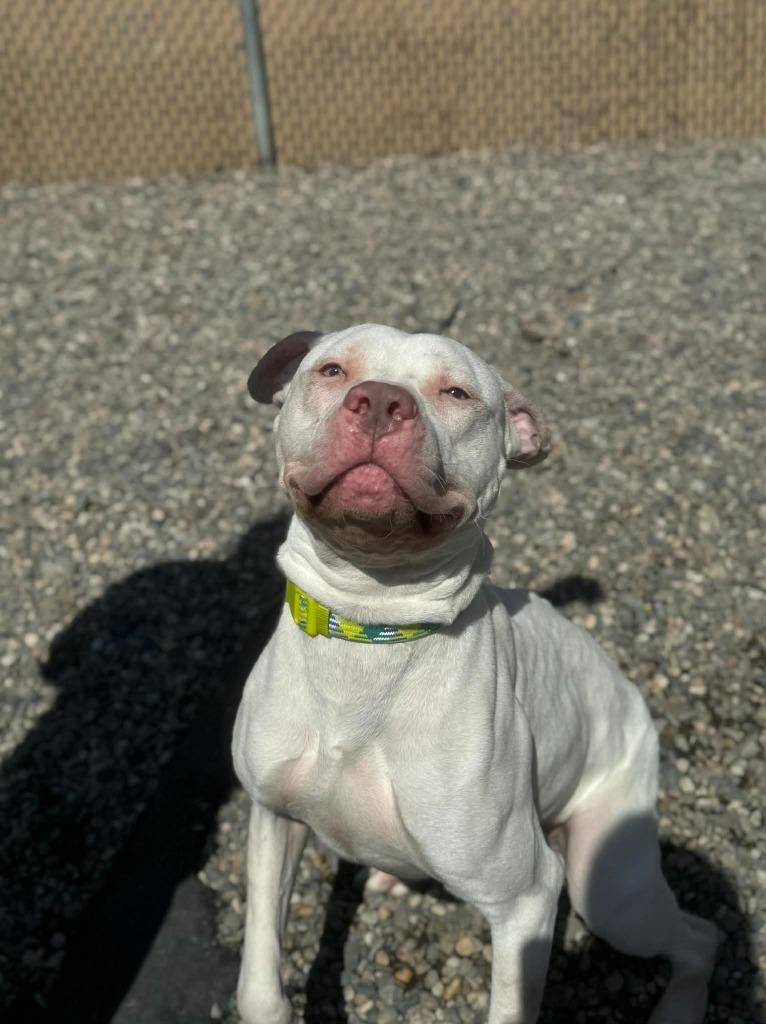 Steven, Adoptable, Young Male Mixed Breed.