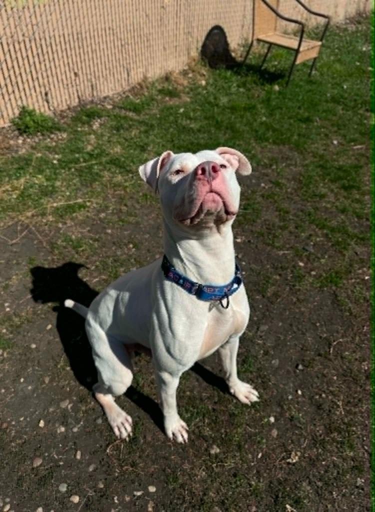 Enlarge Steven, a Adoptable Mixed Breed in Grand Forks, ND image 2/5