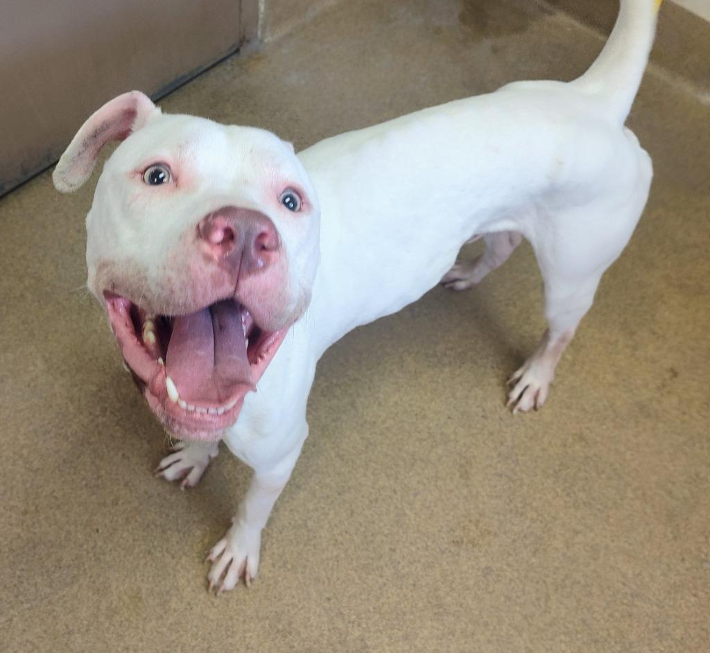 Enlarge Steven, a Adoptable Mixed Breed in Grand Forks, ND image 2/2