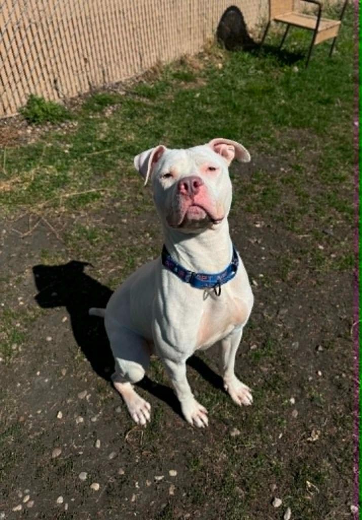 Enlarge Steven, a Adoptable Mixed Breed in Grand Forks, ND image 4/5