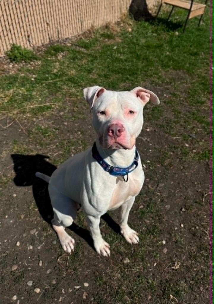 Enlarge Steven, a Adoptable Mixed Breed in Grand Forks, ND image 5/5