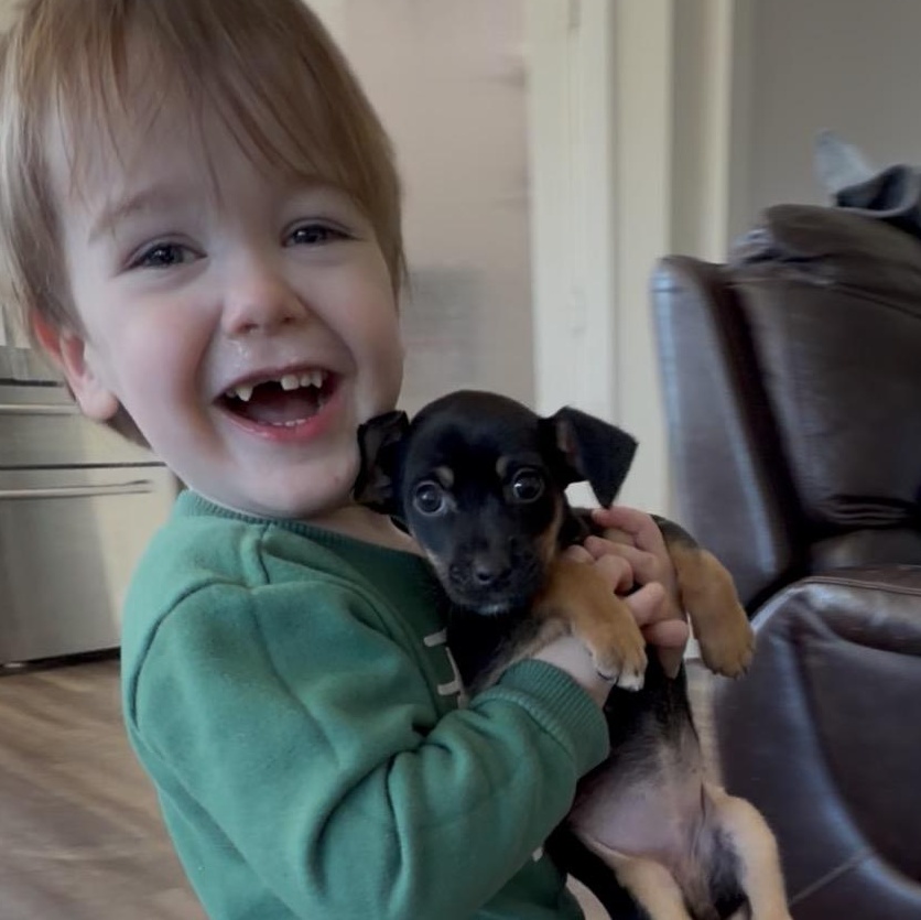 Enlarge Annie, a hold mixed breed in Johnston, RI image 5/6