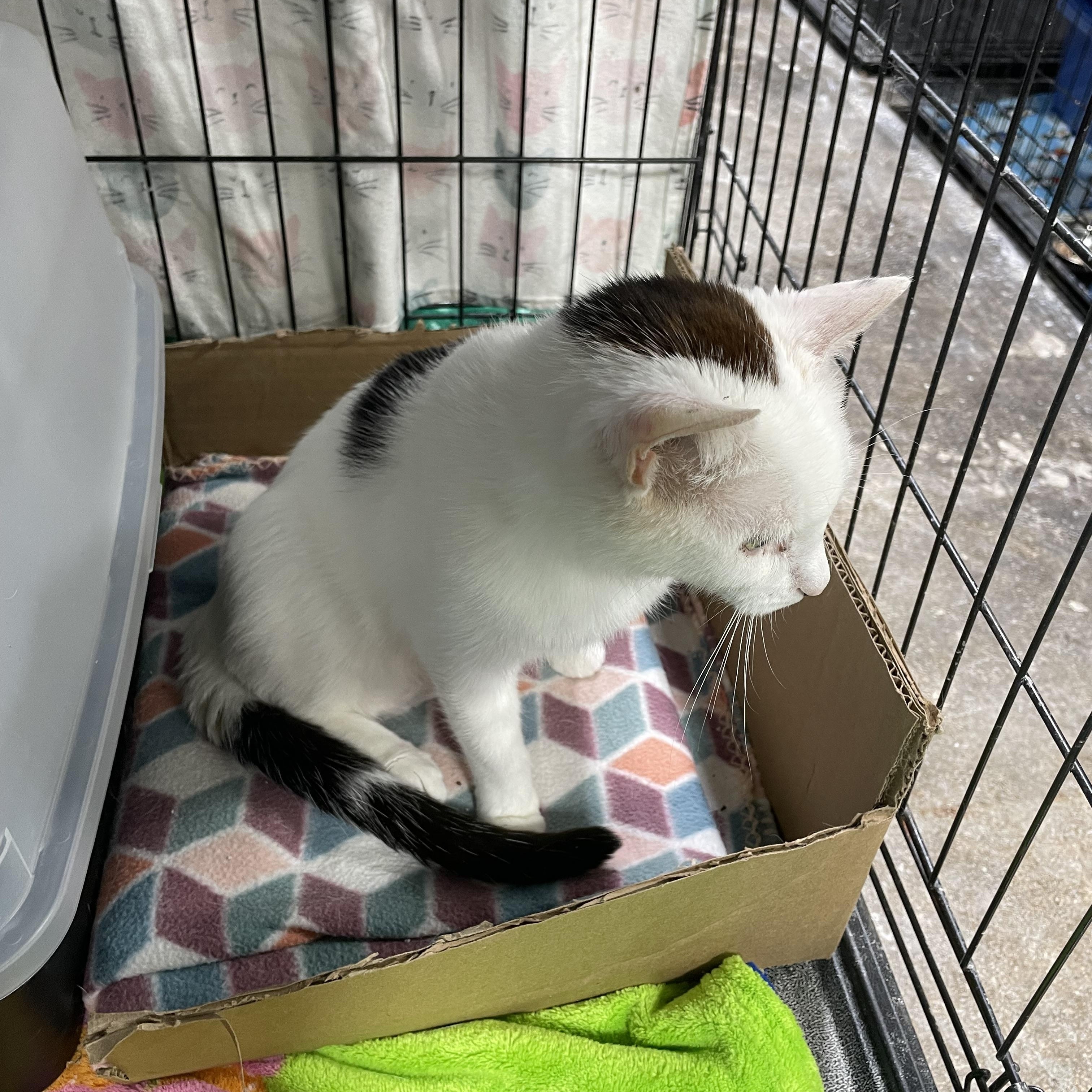 Moo, an adoptable Domestic Short Hair in Le Mars, IA, 51031 | Photo Image 3