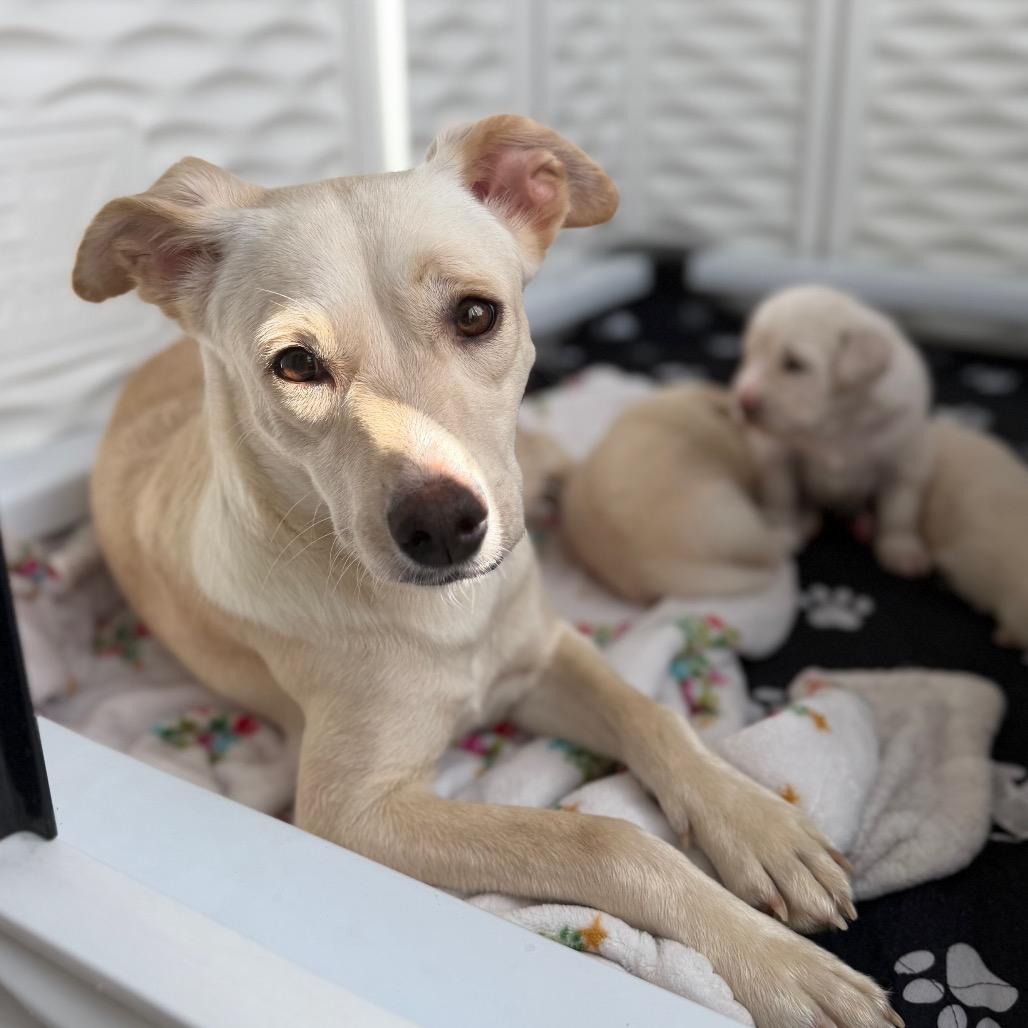 Enlarge June, a Adoptable Yellow Labrador Retriever in Oceanside, CA image 1/6