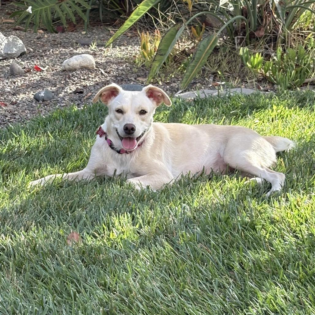 Enlarge June, a Adoptable Yellow Labrador Retriever in Oceanside, CA image 4/6