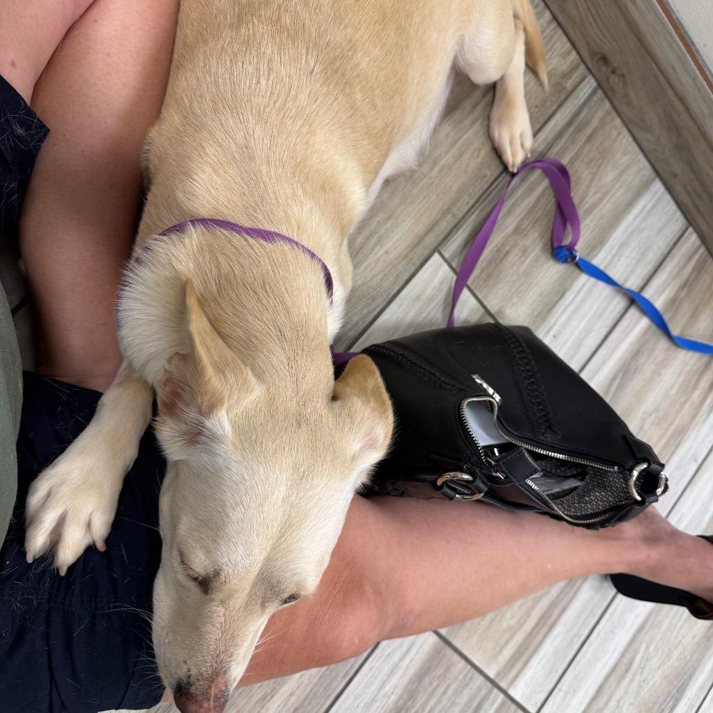 Enlarge June, a Adoptable Yellow Labrador Retriever in Oceanside, CA image 5/6