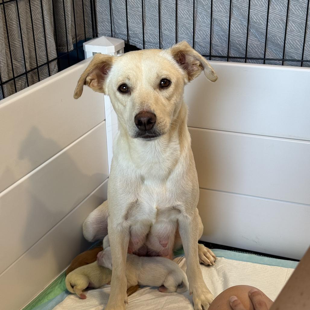 Enlarge June, a Adoptable Yellow Labrador Retriever in Oceanside, CA image 6/6