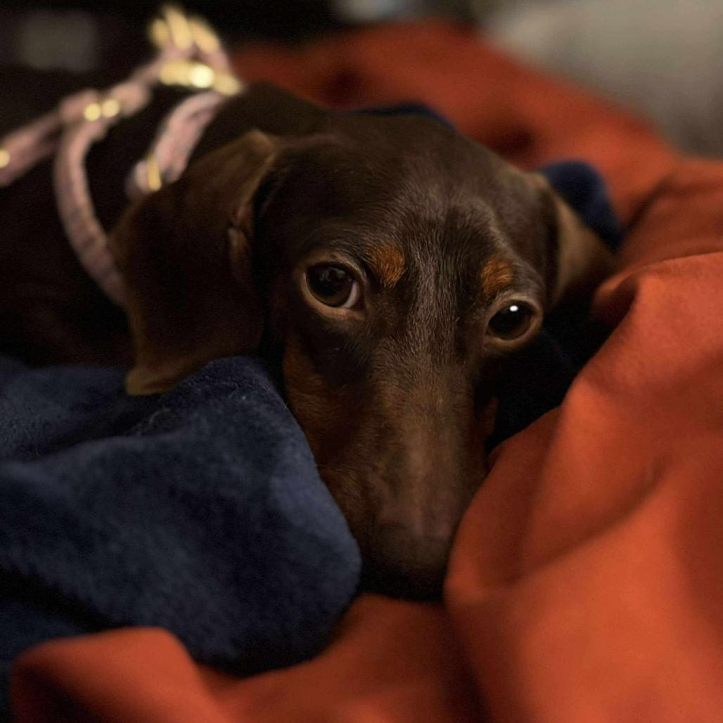 Bratwurst, Adoptable, Young Female Dachshund.