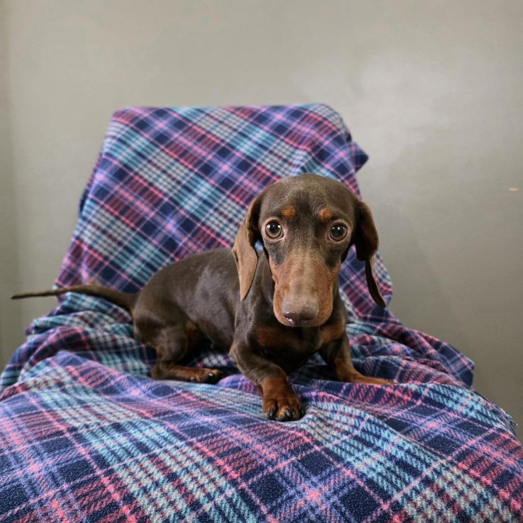 Enlarge Bratwurst, a Adoptable Dachshund in Jackson, MO image 4/5