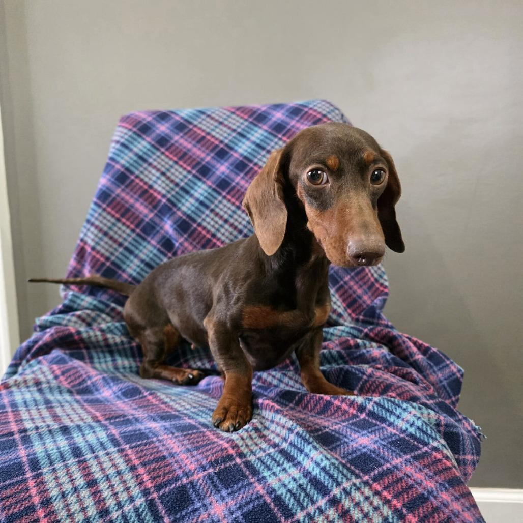 Enlarge Bratwurst, a Adoptable Dachshund in Jackson, MO image 5/5
