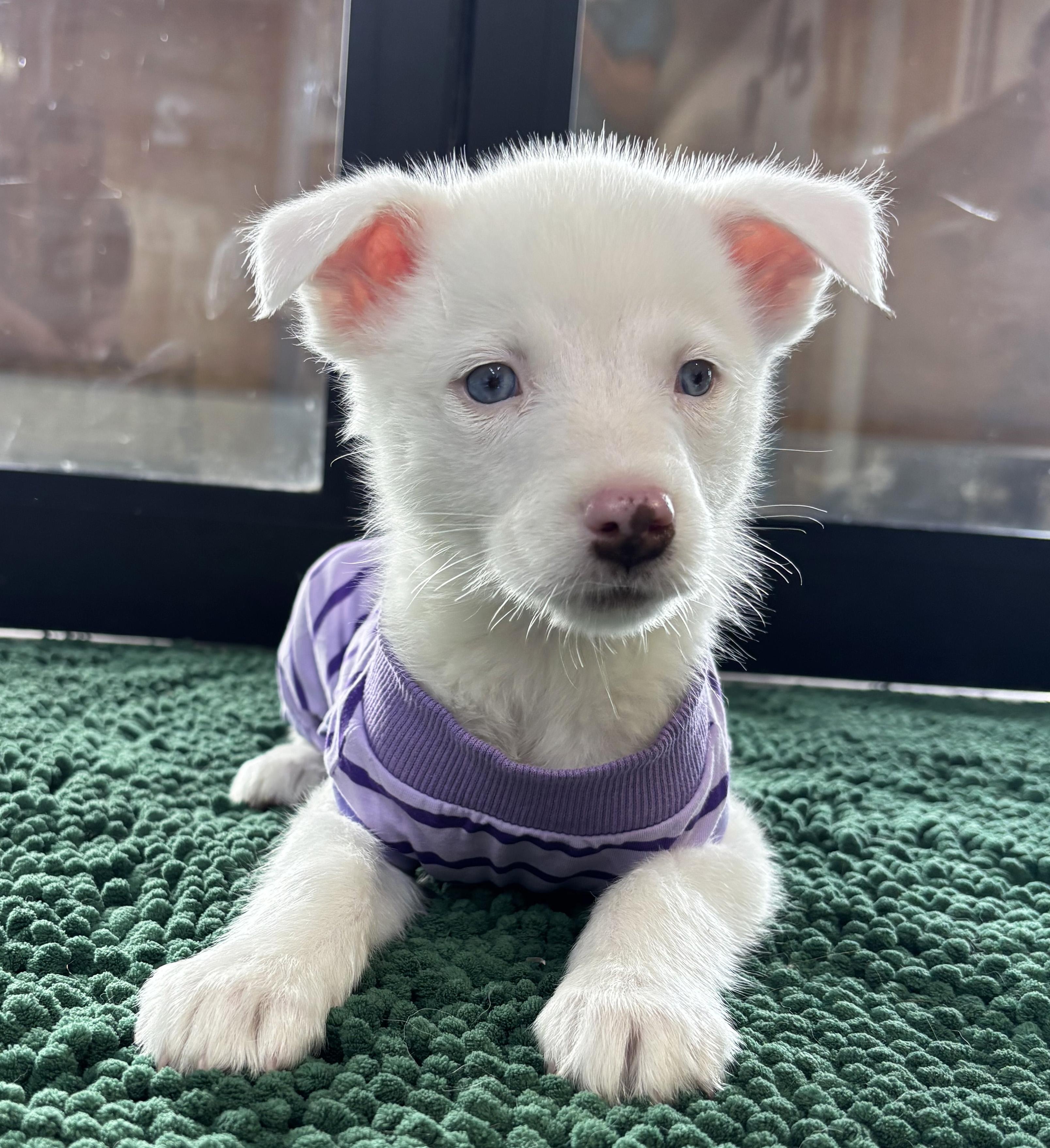 Enlarge Winter, a ADOPTABLE Australian Shepherd in Manhattan, KS image 3/6