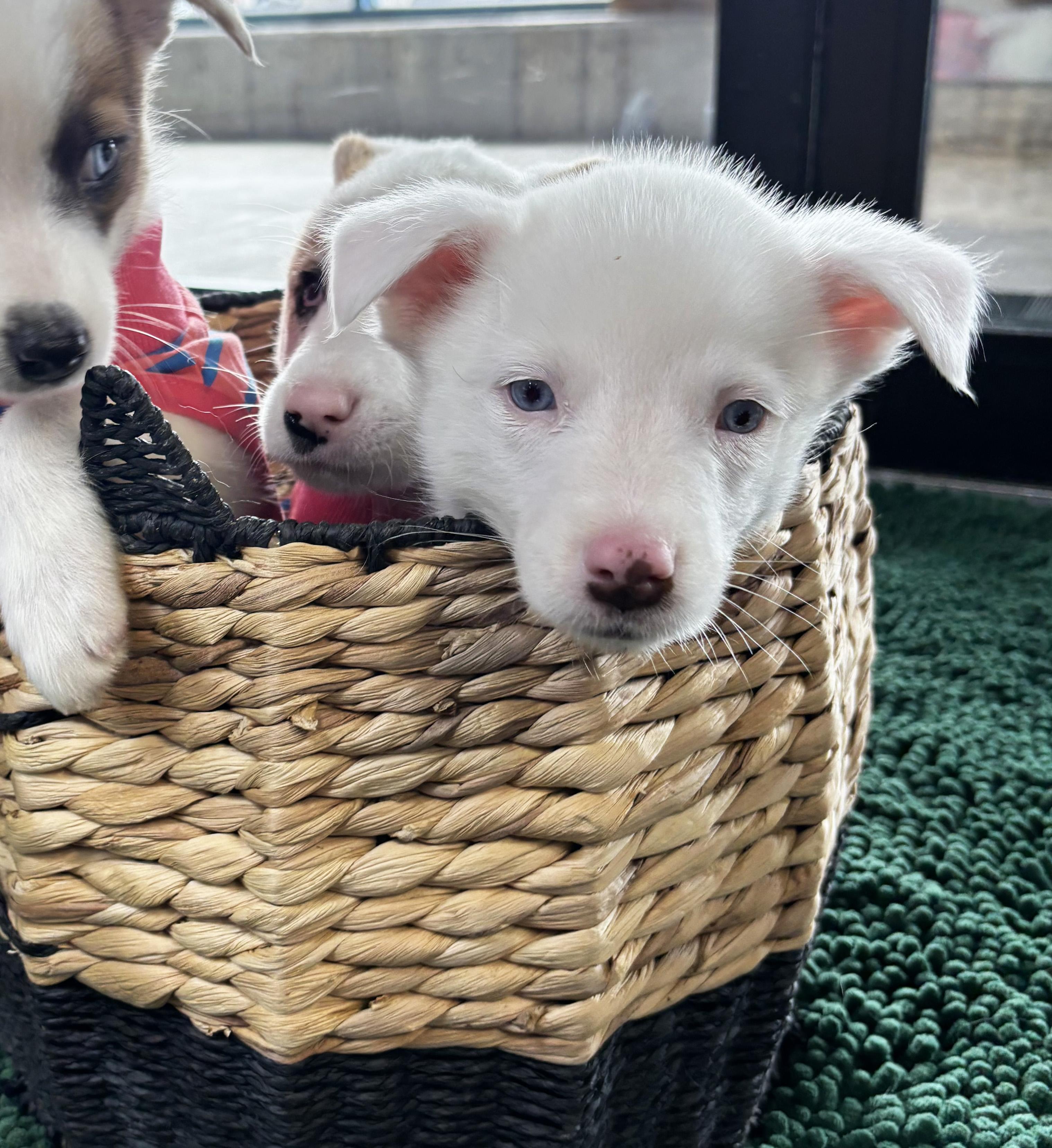 Enlarge Winter, a ADOPTABLE Australian Shepherd in Manhattan, KS image 2/6