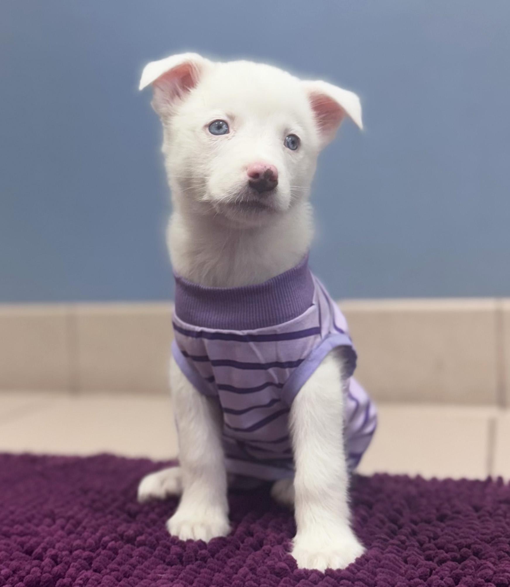Enlarge Winter, a ADOPTABLE Australian Shepherd in Manhattan, KS image 1/6