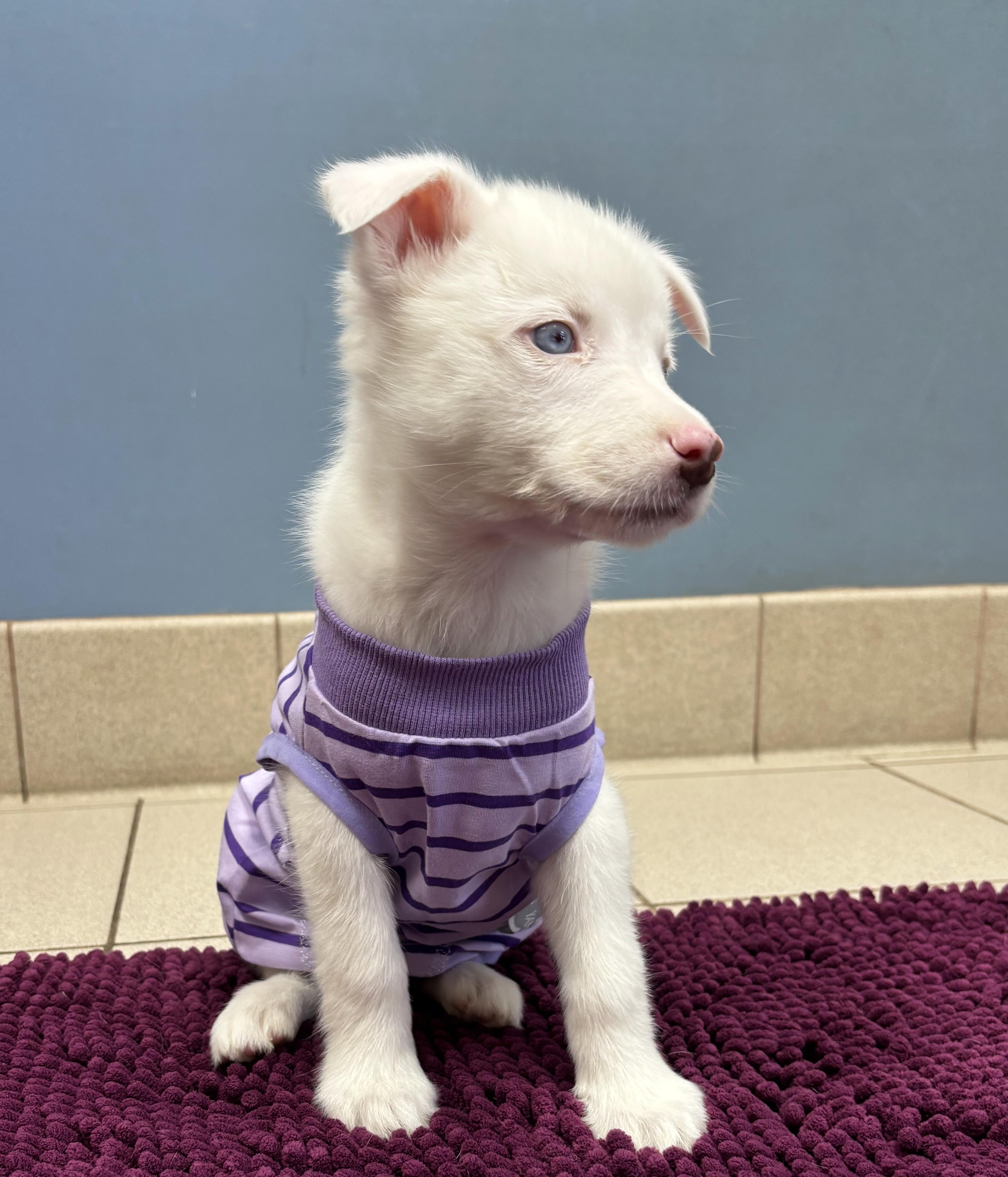 Enlarge Winter, a ADOPTABLE Australian Shepherd in Manhattan, KS image 5/6