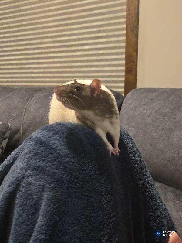 Risk, Adoptable, Adult Female Rat.