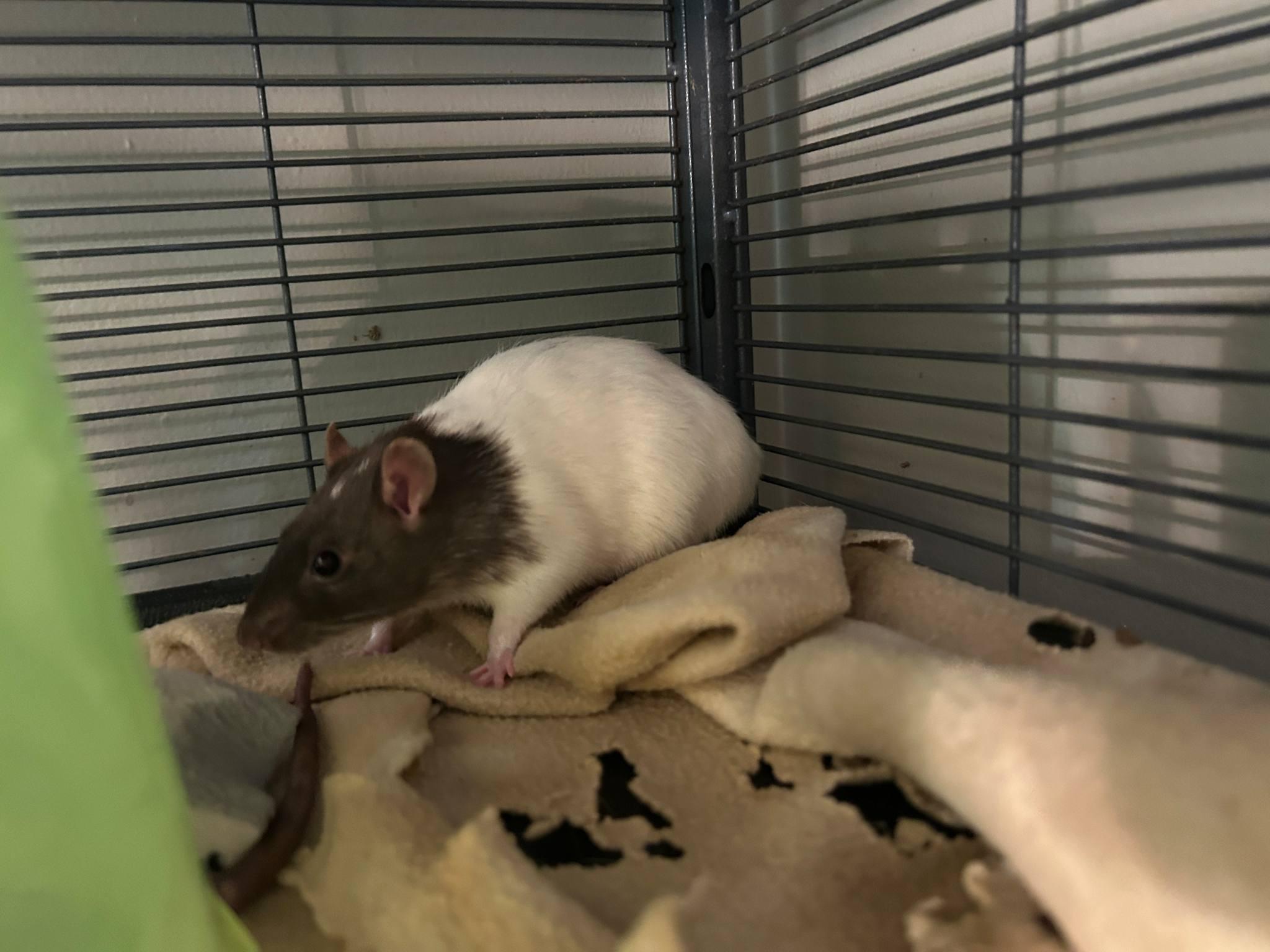 Enlarge Risk, a Adoptable Rat in Saint Paul, MN image 2/4