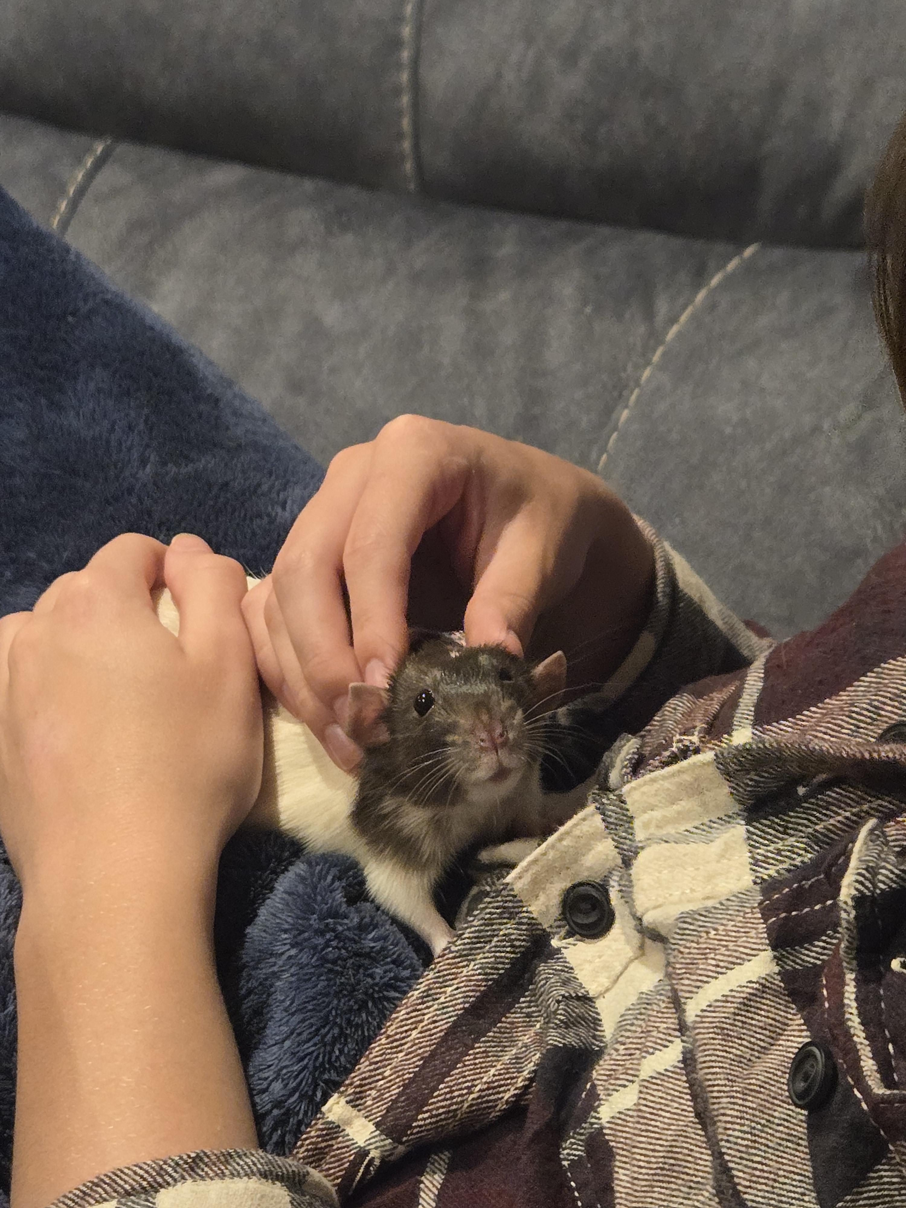 Enlarge Risk, a Adoptable Rat in Saint Paul, MN image 3/4