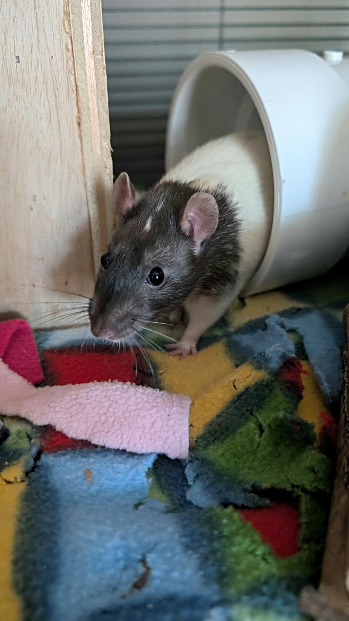 Enlarge Risk, a Adoptable Rat in Saint Paul, MN image 4/4