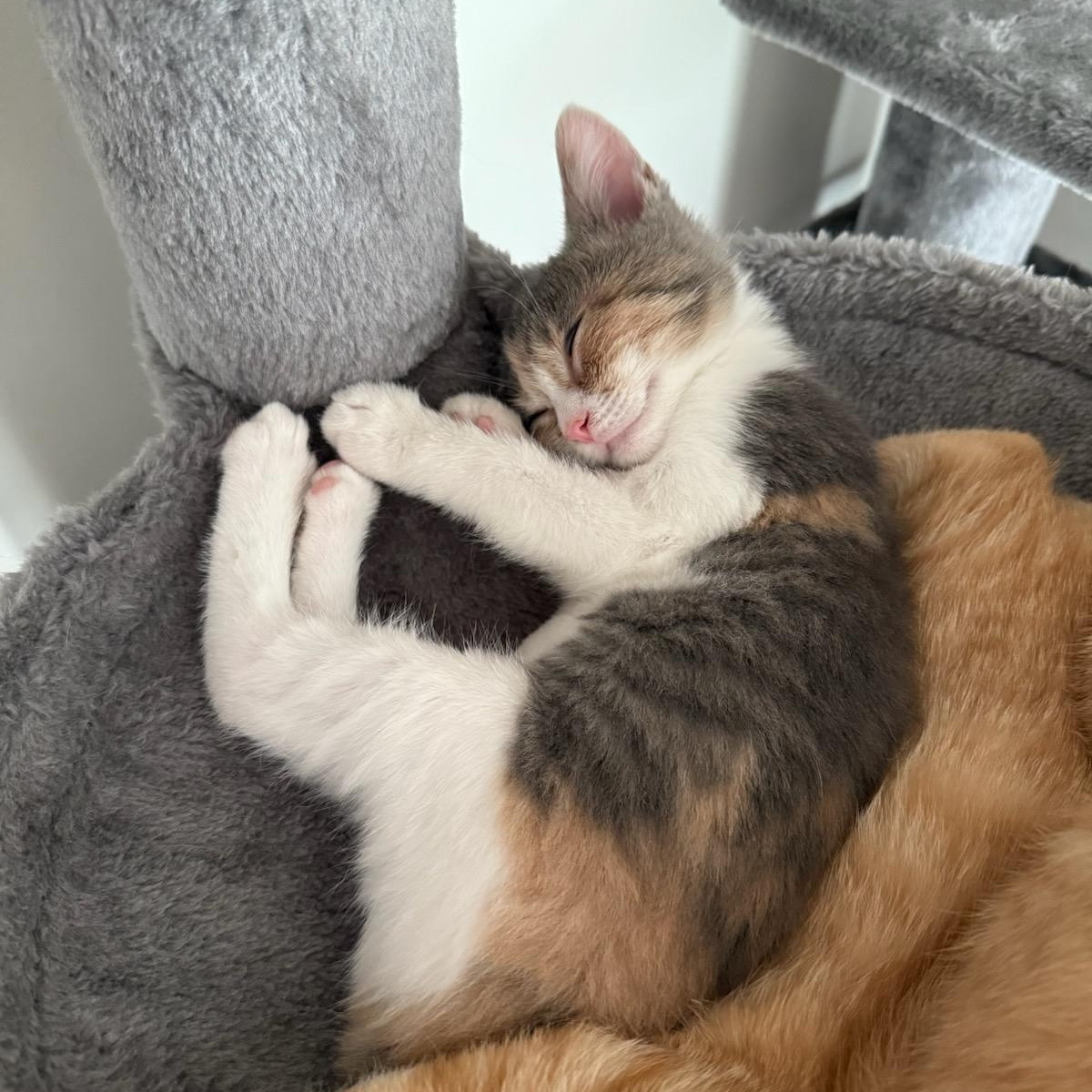 Enlarge Squid, an adopted Domestic Short Hair in Nashville, TN image 4/5