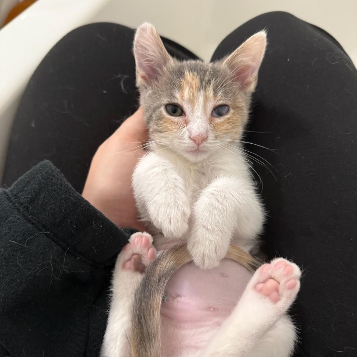 Enlarge Squid, an adopted Domestic Short Hair in Nashville, TN image 1/5