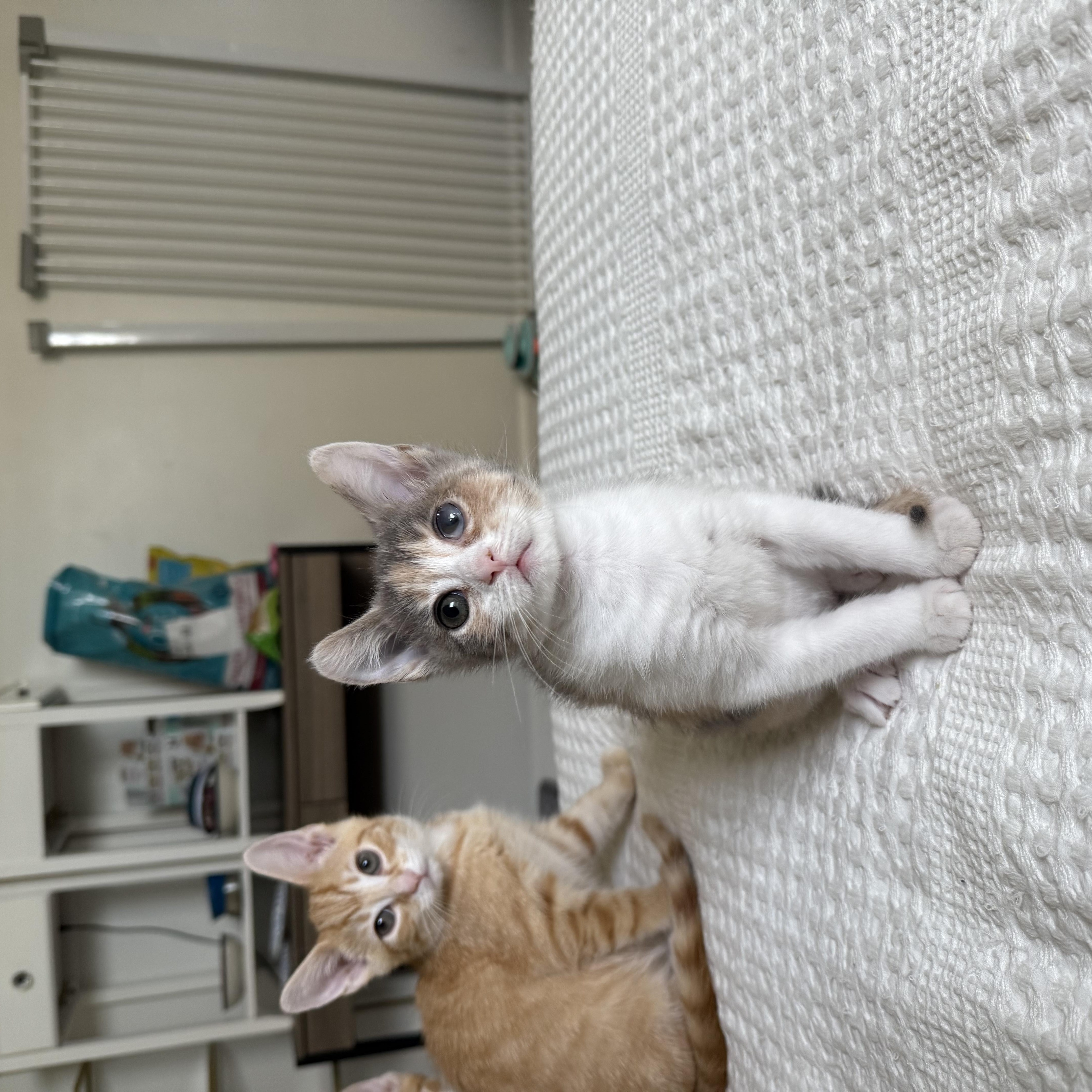 Enlarge Squid, an adopted Domestic Short Hair in Nashville, TN image 2/5