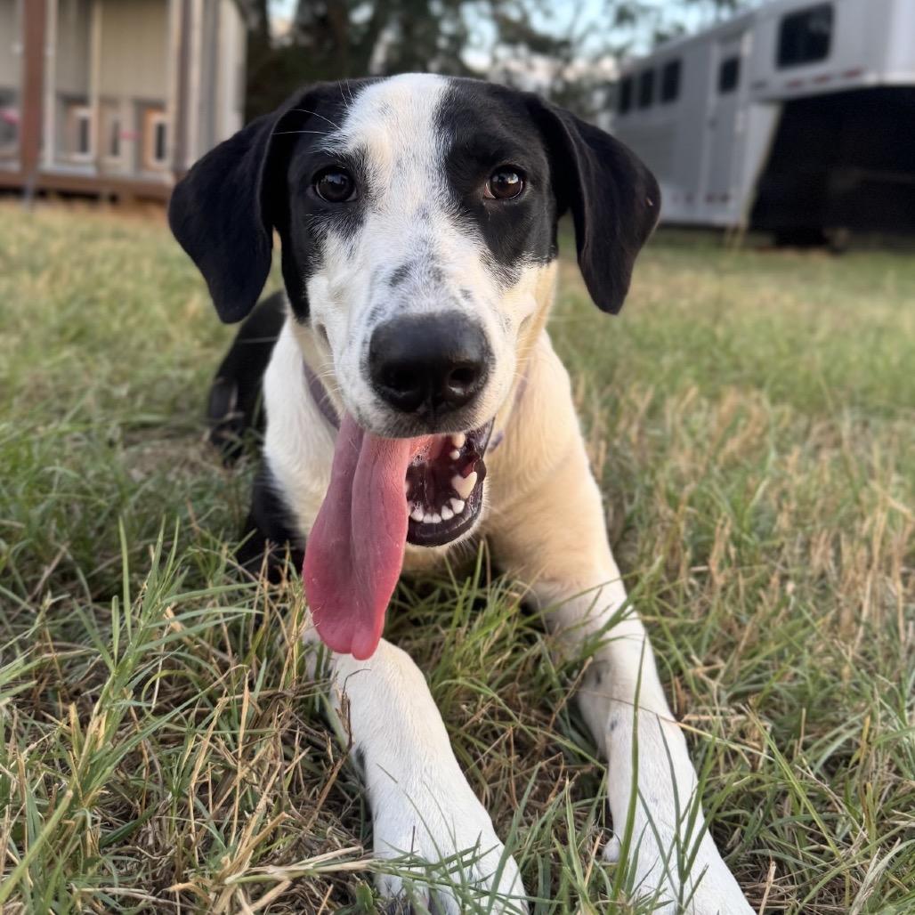 Enlarge Drama Queen, a Adoptable mixed breed in Wadena, MN image 1/6