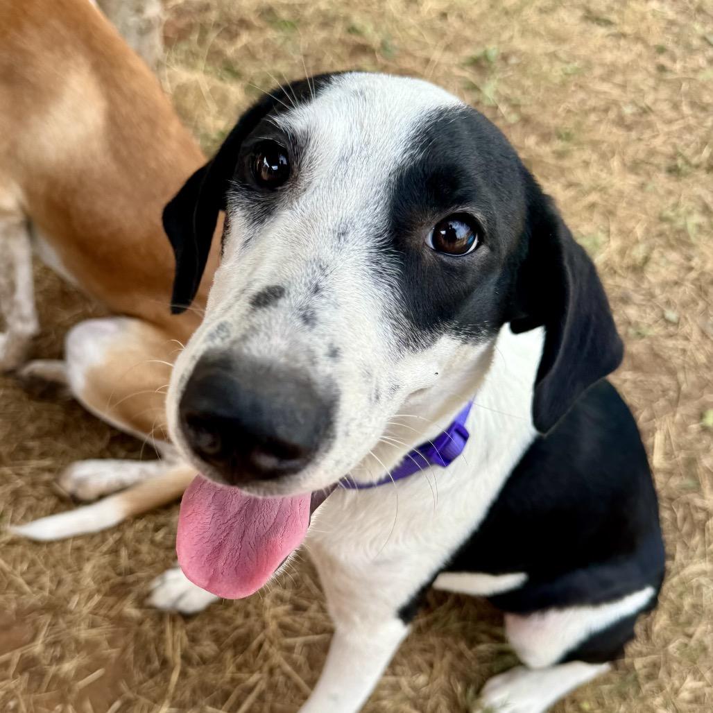 Enlarge Drama Queen, a Adoptable mixed breed in Wadena, MN image 2/6