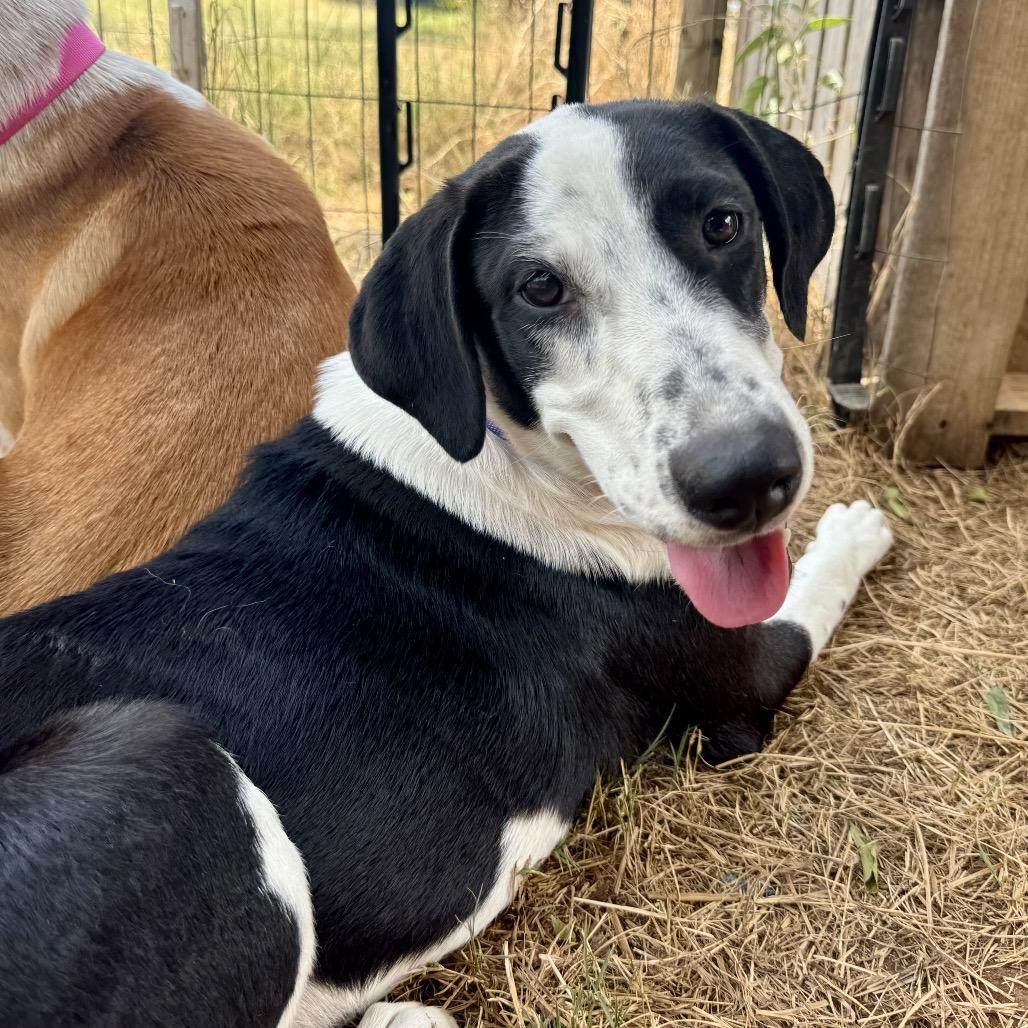Enlarge Drama Queen, a Adoptable mixed breed in Wadena, MN image 3/6