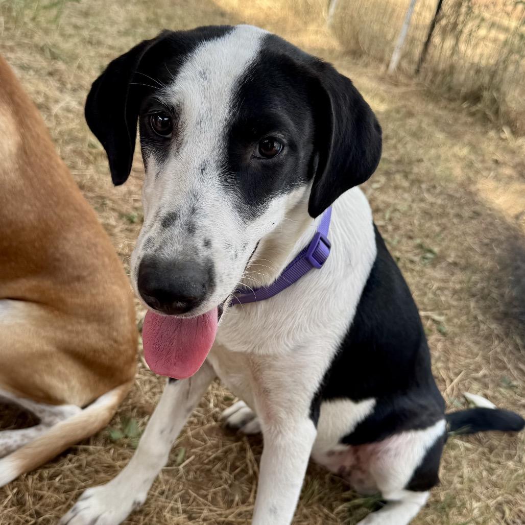 Enlarge Drama Queen, a Adoptable mixed breed in Wadena, MN image 4/6