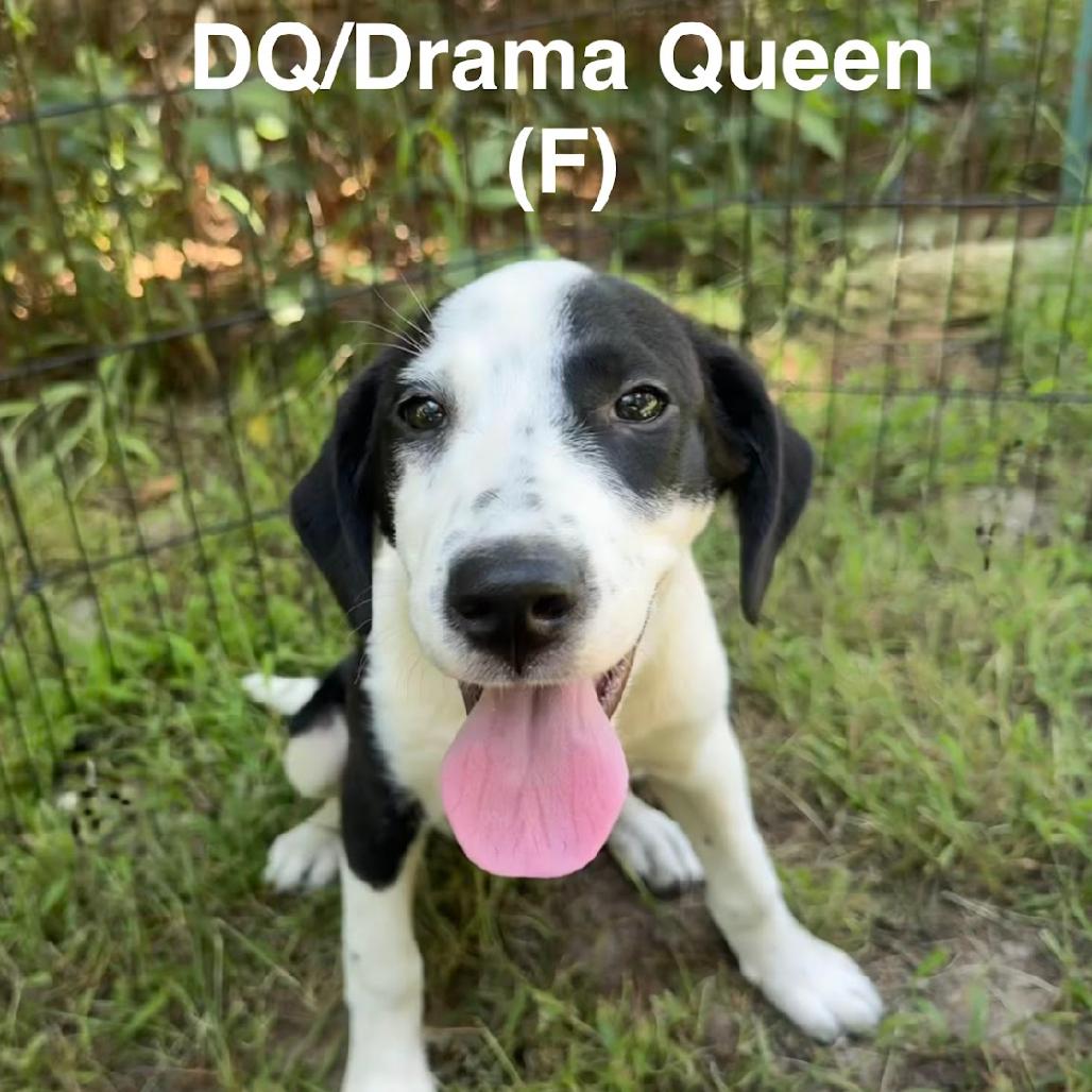 Enlarge Drama Queen, a Adoptable mixed breed in Wadena, MN image 5/6