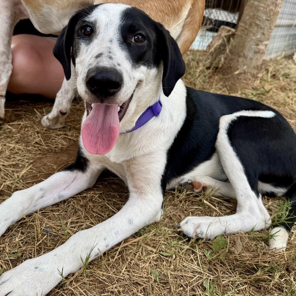 Enlarge Drama Queen, a Adoptable mixed breed in Wadena, MN image 6/6