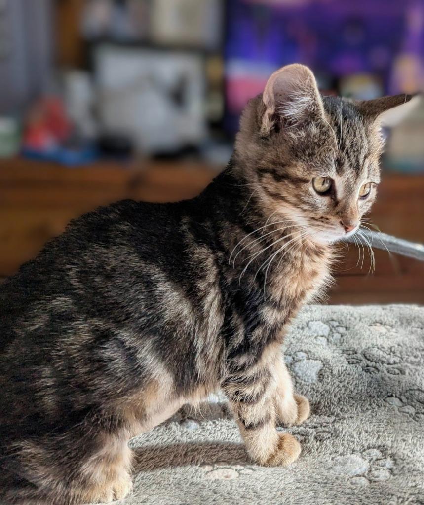 Juicy Fruit, Adopted, Kitten Female Maine Coon.