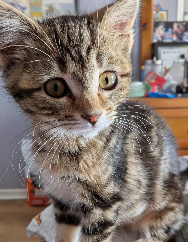 Enlarge Juicy Fruit, a Adopted mixed breed in Olathe, KS image 2/4