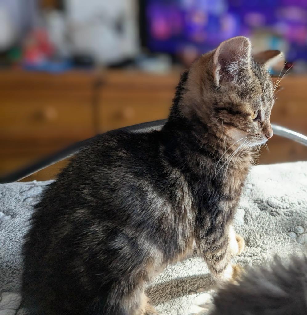 Enlarge Juicy Fruit, a Adopted mixed breed in Olathe, KS image 3/4