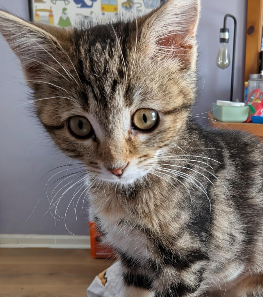 Enlarge Juicy Fruit, a Adopted mixed breed in Olathe, KS image 4/4