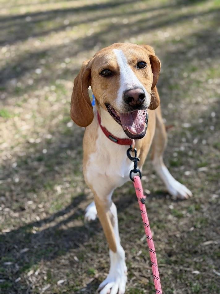 Ricky, ADOPTABLE, Adult Male American Foxhound & Hound.