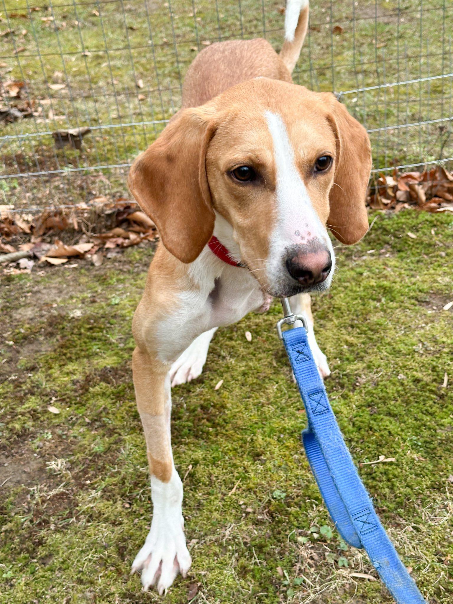 Ricky, ADOPTABLE, Adult Male American Foxhound & Hound.
