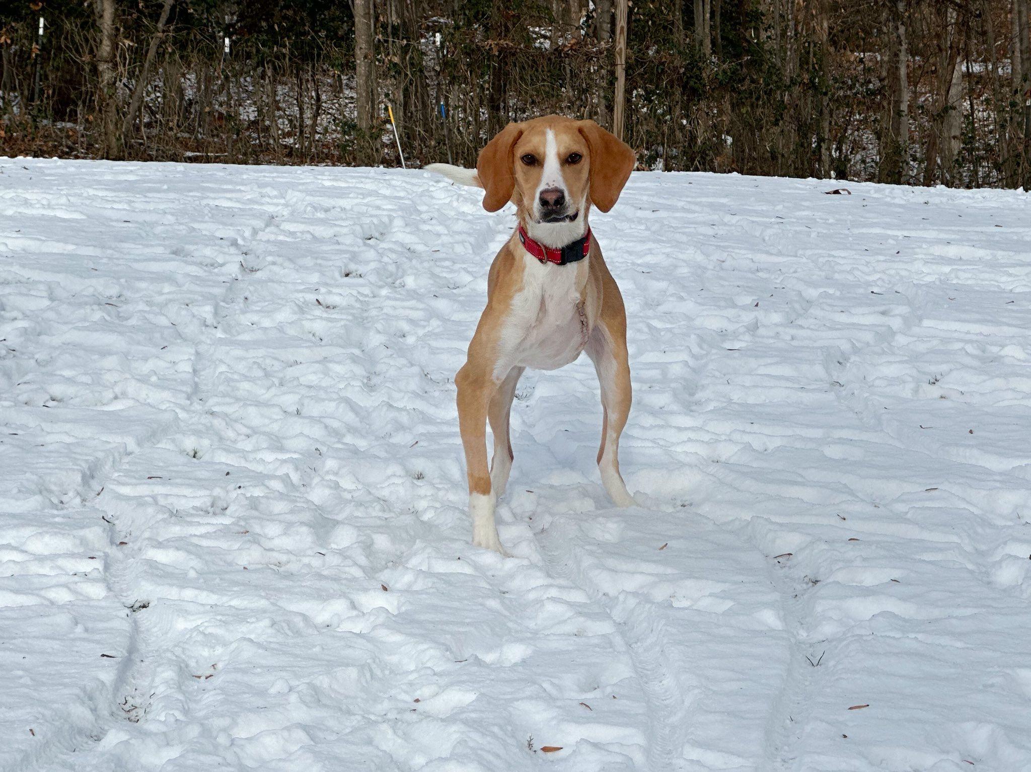 Enlarge Ricky, a ADOPTABLE mixed breed in Prince Frederick, MD image 3/3
