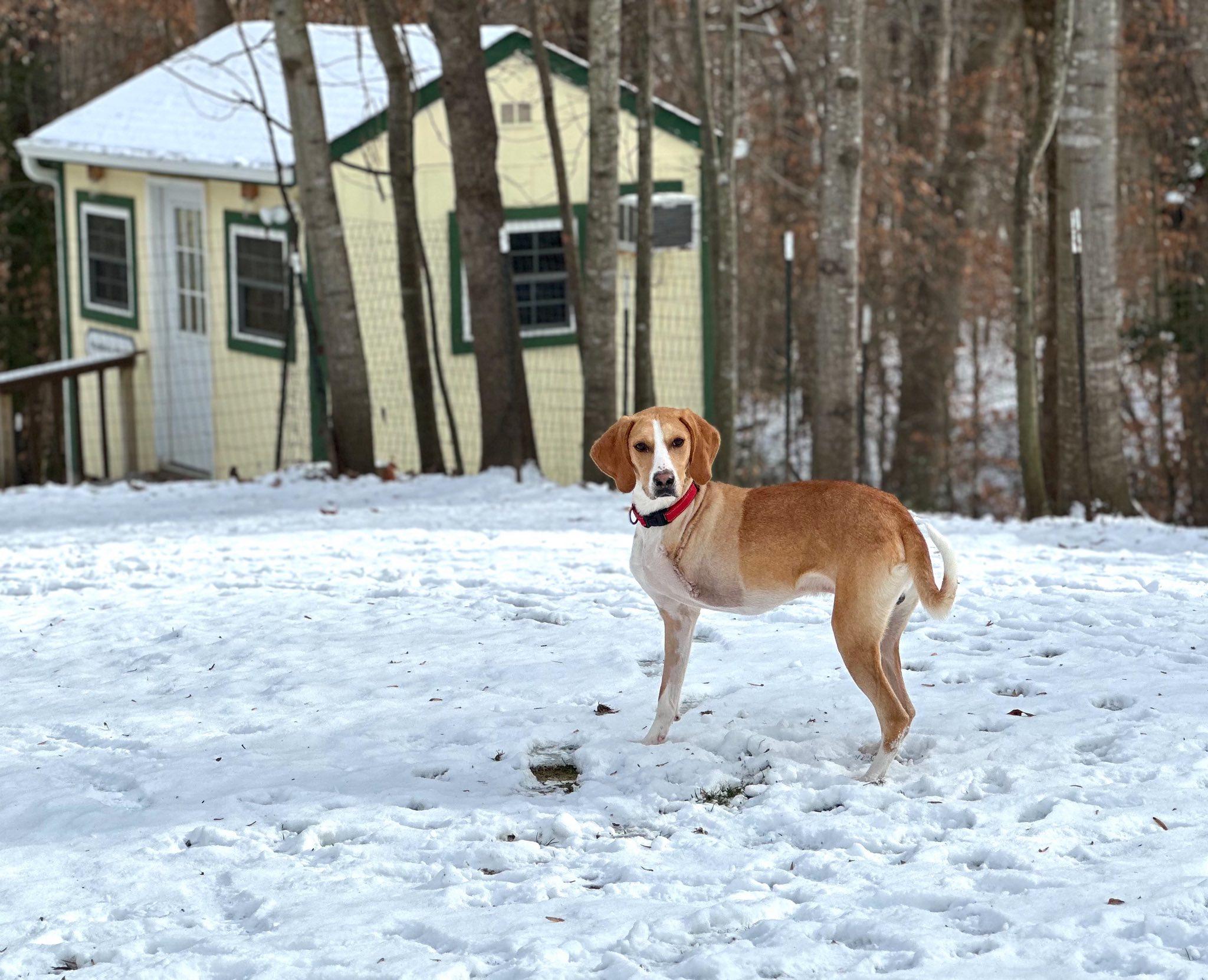 Enlarge Ricky, a ADOPTABLE mixed breed in Prince Frederick, MD image 2/3