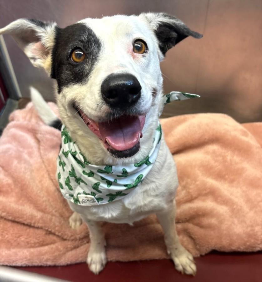 SYDNEY, Adoptable, Adult Female Australian Cattle Dog / Blue Heeler & Mixed Breed.