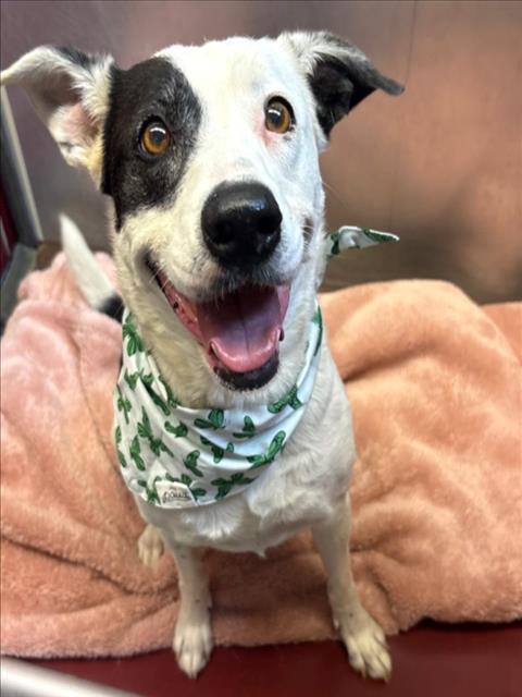 SYDNEY, Adoptable, Adult Female Australian Cattle Dog / Blue Heeler & Mixed Breed.