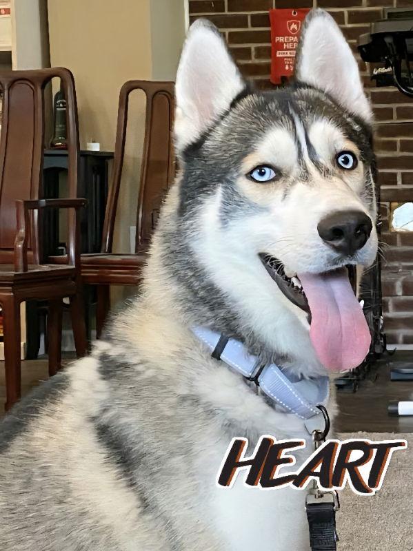 Chase - ON HOLD - NO MORE APPLICATIONS, Adoptable, Adult Male Siberian Husky.