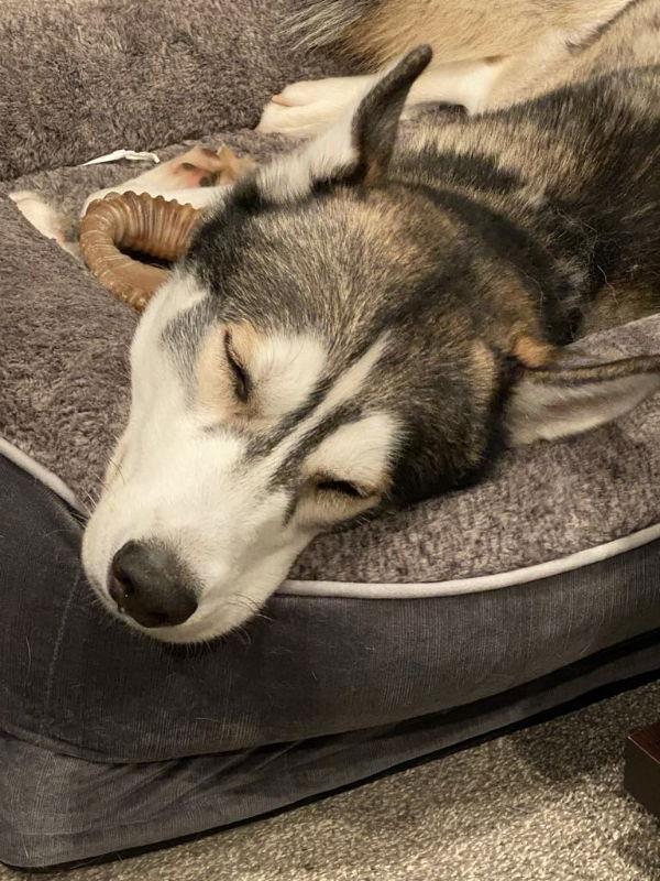 Chase - ON HOLD - NO MORE APPLICATIONS, a Adoptable Siberian Husky image 2/3