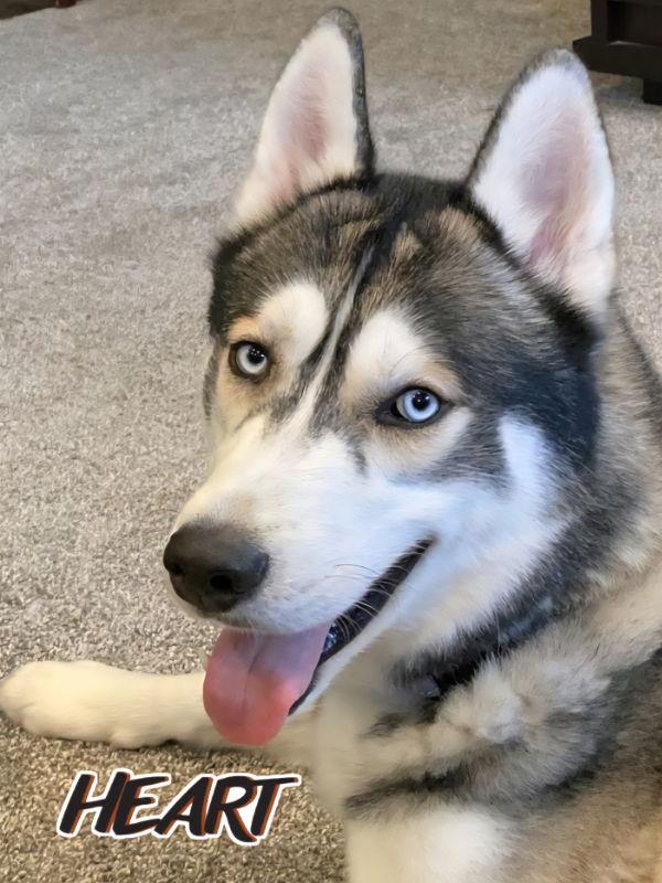 Chase - ON HOLD - NO MORE APPLICATIONS, a Adoptable Siberian Husky image 3/3